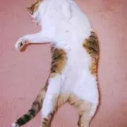 プロフ確認お願いします‼︎ton-ton