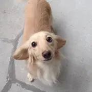 かなの画像