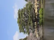 夏目の画像