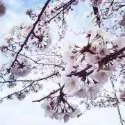 あおぴーの画像