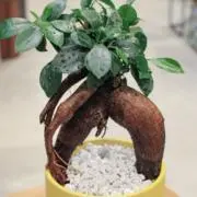 まろの画像