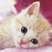 Cat0521
