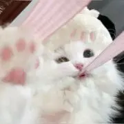 ‎☆