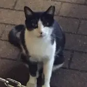 にゃんちゅうの画像