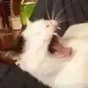 ☆ ねこ店長 358 ☆の画像