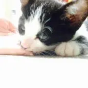 ぷりん