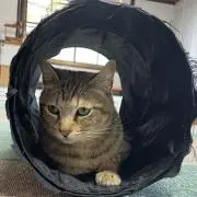 こもの画像