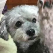 たーしゃ