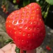 せくの画像