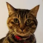 キャットル先生の画像