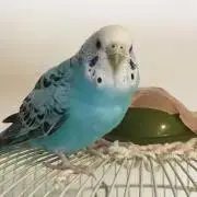 ぴーちゃんの画像