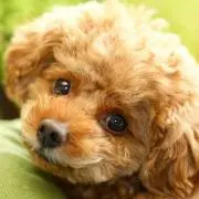 おもち犬の画像
