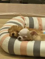 まろころの画像