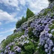 つばさくらの画像