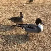 Yの画像