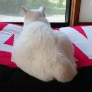 ミーミー