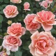 M ꕤ︎︎·͜·の画像