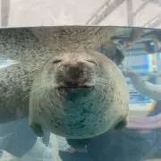 いちごあめの画像