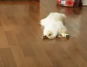 みゆこ(1歳児がいます)の画像