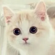もふにゃん