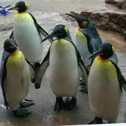 しょこの画像
