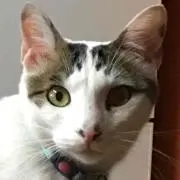 myhoa
