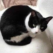きつね