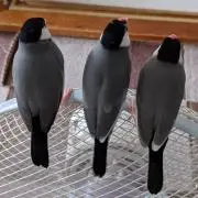 チュリチャーハンの画像