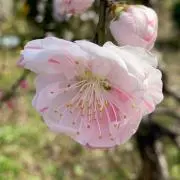 appleの画像