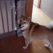 かおっち