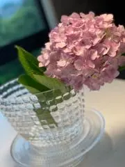 モコの画像