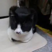 ともちんの画像