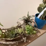 ふーの画像