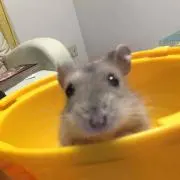 B365M-PLUS GAMING/i5 8600k/16GB/GTX1070 - メルカリ