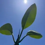 ナチュラルの画像