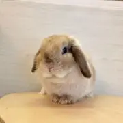 Umaruの画像