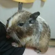 もっちの画像