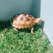 ぴいの画像