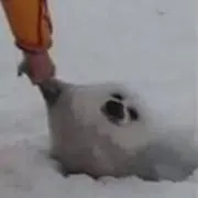 ひなの画像
