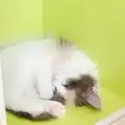 美容系ネコ　値下げ交渉○の画像