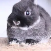 ネオ【値引き即ブロック】の画像