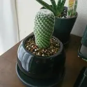 ku～の画像