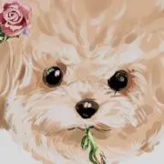 いとこ