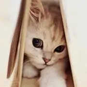 にゃーこ