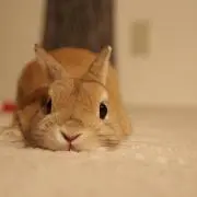 柿の種