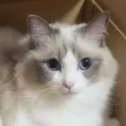 しらたま プロフィールの確認お願いしますの画像