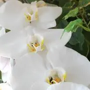 りん☆の画像