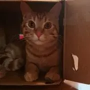 キムカス
