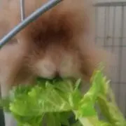 アクシオン