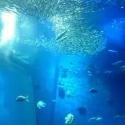 チェルシー